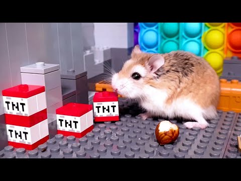 Major Hamster is TNT MASTER 🧨💥 Stories with Major Hamster blowing things up