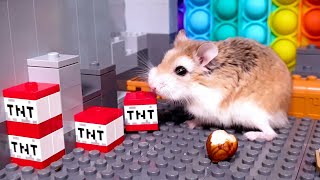 Major Hamster is TNT MASTER 🧨💥 Stories with Major Hamster blowing things up