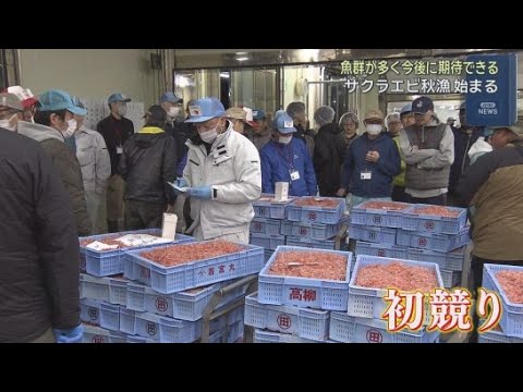 YouTube Video 静岡秋の風物詩、サクラエビ秋漁が始まる　初競りでは平均価格が前年より８０００円以上高く