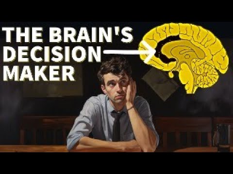 The Anterior Cingulate Cortex: Decoding a Mysterious Brain Region (Sense of Mind)