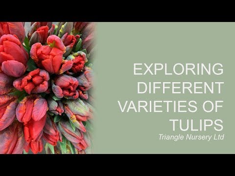 download lagu mp3 mp4 Different Types Of Tulips, download lagu Different Types Of Tulips gratis, unduh video klip Different Types Of Tulips