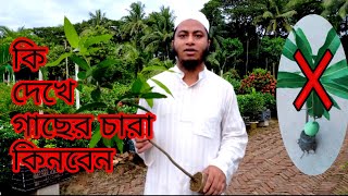 কি দেখে গাছ কিনবেন