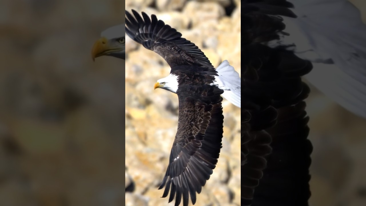 Eagle flying                                    #eagle #nature #remix #music #flying #fly