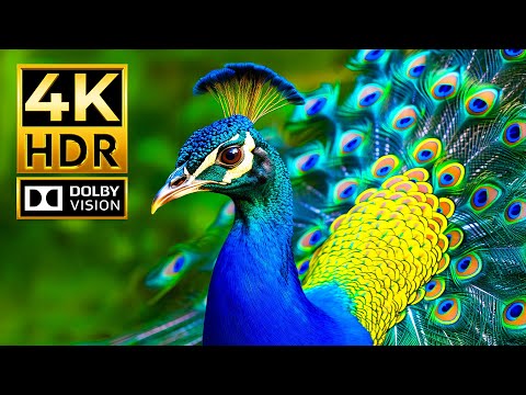 Video Epic 4K Wildlife Discovery Journey | Dolby Vision HDR 4K 60fps