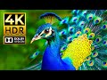 Video Epic 4K Wildlife Discovery Journey Dolby Vision HDR 4K 60fps