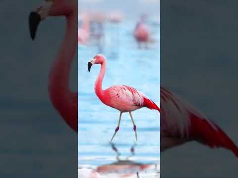 TCL 10 SE - Retail Demo Video