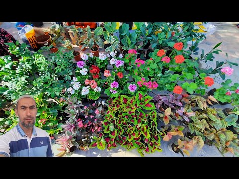 Flowers of Uzbekistan, Ferghana, Quva - May 2022