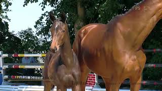 Video von Total Romance