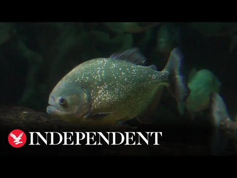 Red-bellied piranhas make their debut at Chester Zoo after 30-year absence