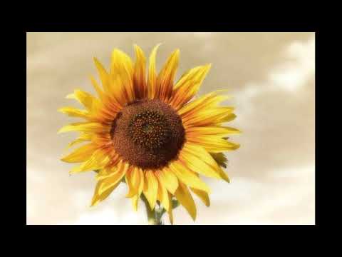 Ele Vem-Samuel Miranda part Gabriela Gomes (letra e voz)