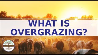 Overgrazing - Destruction of Ecosystems and Deforestation