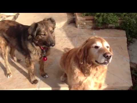 Patoo & Leila - Vafa shelter dog now on the US