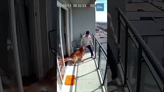 Golden Retriever Pulls Owner Inside Seconds Before High-Rise Balcony Collapse