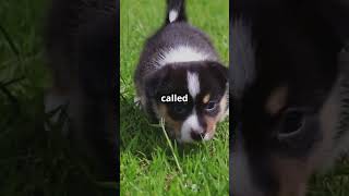 This Puppy Was Born Green—Here’s Why!