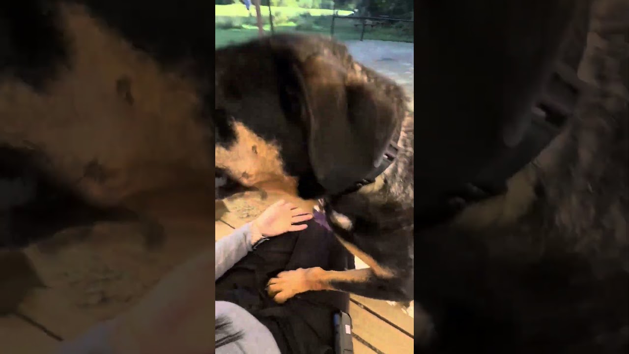 Dolly, a Adoptable mixed breed in Columbia Station, OH video 6/6