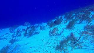Cozumel 2023, Day 3, Dive 1, Part 2