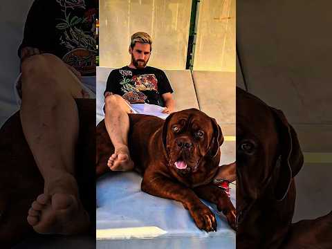 ¿Qué pasó con el perro de Messi, Hulk? #futbol #planetafutbol #fcbarcelona #football #realmadrid