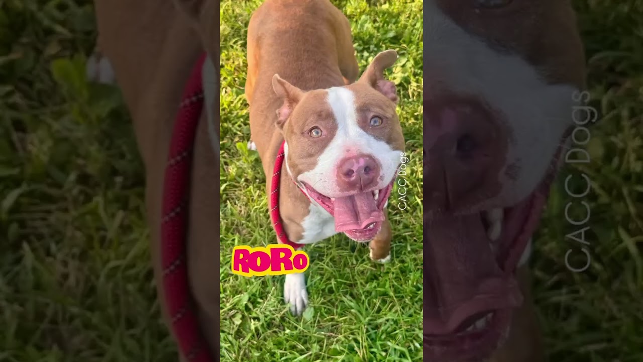 Ro Ro's Video 2