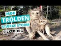 Trolden Stærke Storm Passer På Skoven I Silkeborg 2020