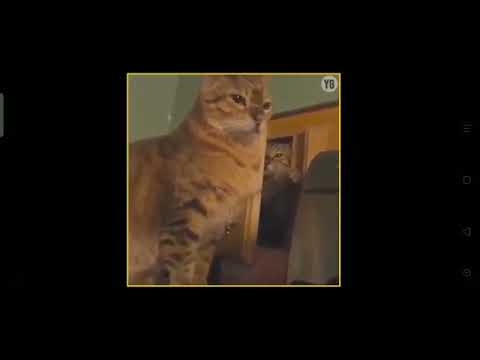 hahahahaha funny#cat# new channel #