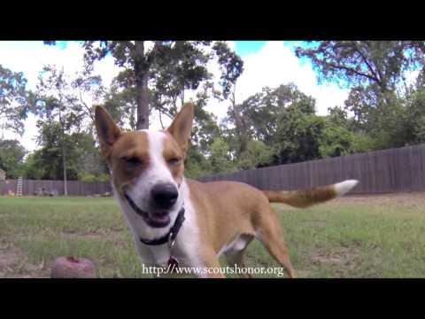 Chevy, an adoptable Australian Cattle Dog / Blue Heeler & Australian Kelpie Mix in Houston, TX_image-1