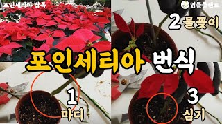 포인세티아 번식 