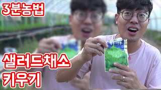 텃밭 신흥작물 샐러드채소 키우는 방법 종류소개│농사직방