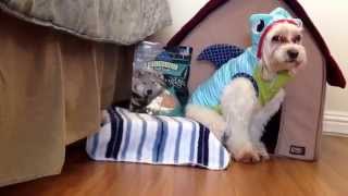 Cute Dog PetSmart Haul - Summer Edition!