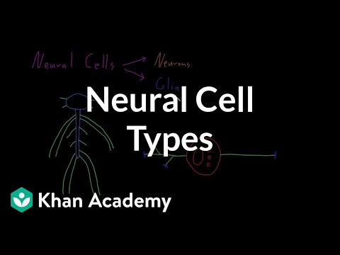 A thumbnail for: Organ systems