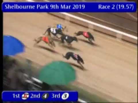 IGB - Ladbrokes Bet on The Cheltenham Festival A1 (NB) 09/03/2019 第2レース - シェルボーン・パーク (IGB - Ladbrokes Bet on The Cheltenham Festival A1 (NB)  09/03/2019 Race 2 - Shelbourne Park)