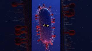 Download lagu how to prevent e.coli? #ecoli #bacteria mp3 Download lagu how to prevent e.coli? #ecoli #bacteria mp3