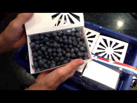 download lagu mp3 mp4 Blueberry Packaging Containers, download lagu Blueberry Packaging Containers gratis, unduh video klip Blueberry Packaging Containers