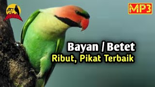 Download lagu Suara Pikat Betet /Bayan Ribut. Gak Pakai lama Gerombolan Betet Langsung Turun mp3