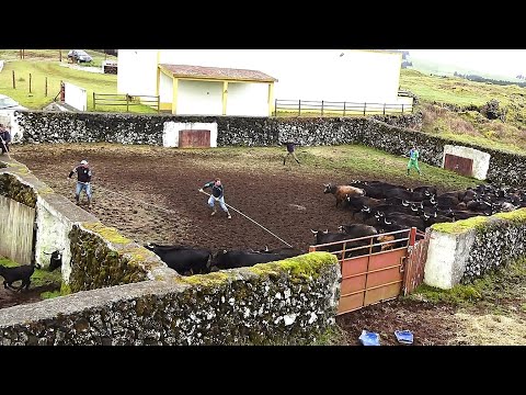 JAF - Sempre Perigosas As Vacas Dos Boins - (Dangerous Cows) - Terceira Island - Azores