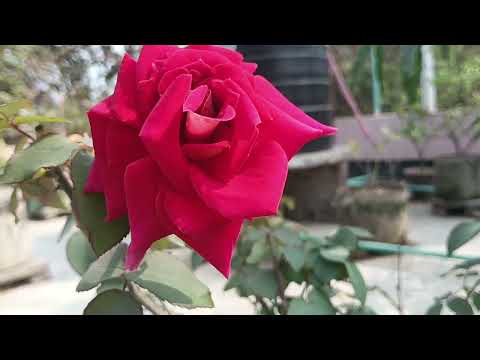 💚🤍💙❤️ #flowerlove #foryou #flowers #beatifulnature #nature #followme 