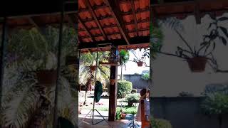 PARDO 053