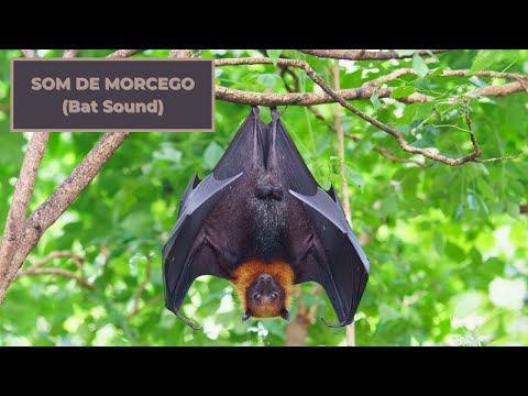 Som de Morcego - Som dos Morcegos -  Barulho dos Morcegos - Bat Sounds