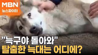 늑구야, 어디 있니?…동물원 탈출한 늑대, 사흘째 행방 묘연 - 뉴스파이터