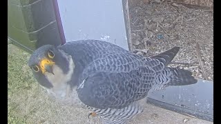 West Flanders · Wervik · Slechtvalken · Nest live stream