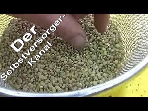 Growing lentils in the hobby garden