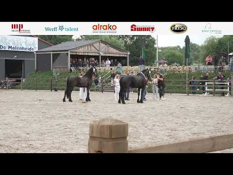 Fokdag | Het Friesche Paard Zuid-NL | 28 Juli 2025