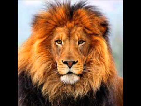 KOLOTAI 2016 LAKU LUPE FOLAU