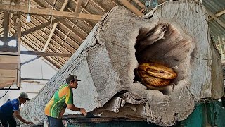 Startling! no one is capable of sawing this giant teak log in a sawmill