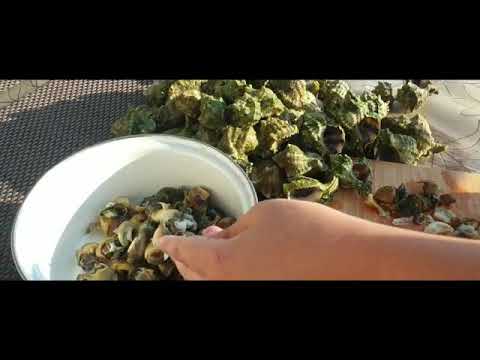 Pripremanje morskog puža Volak