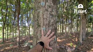 Miniatura do vídeo