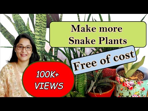 🔴🪴How to Care, Grow and Propagate Snake Plant / #snakeplant #gardening #snakeplantcare #propagation