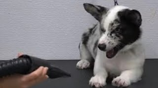 Crazy Corgi dog throws a temper tantrum