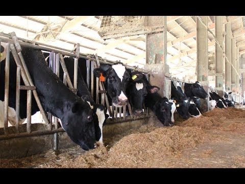 化糞便為黃金 打造循環牧場