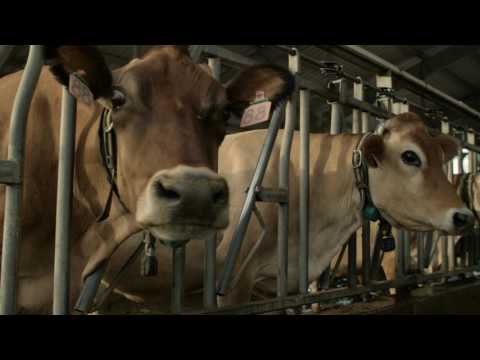 download lagu mp3 mp4 Stockmanship, download lagu Stockmanship gratis, unduh video klip Stockmanship