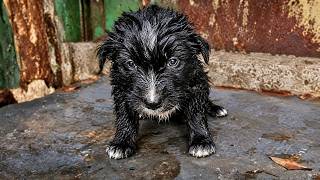 Abandoned Puppy was Terrified and Freezing during a Massive Rainstorm until This Happened
